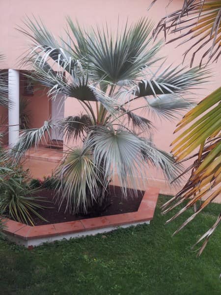 Brahea armata - Jardin de particulier - Colomiers - novembre 2013