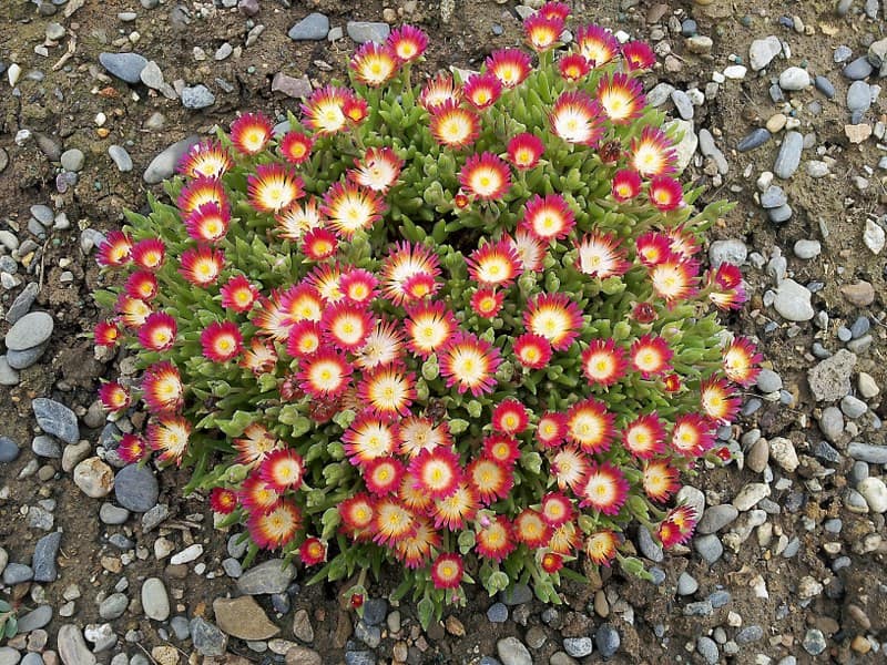 Delosperma 'Ruby' - Exotica Tolosa - avril 2014
