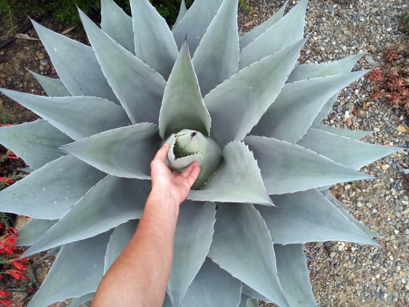 Agave ovatifolia - sept 2013