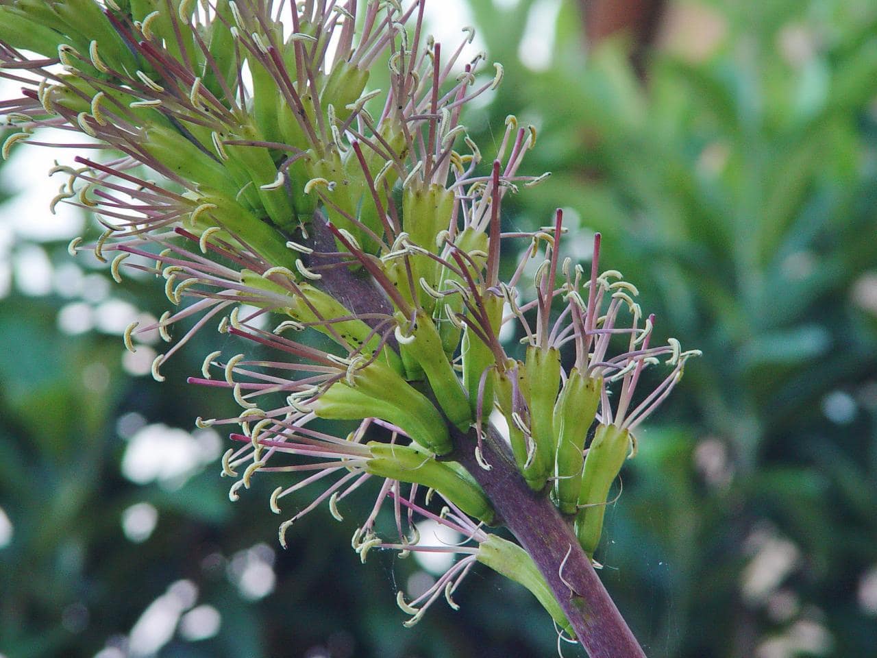 Agave stricta -Détail floraison- juillet 2011