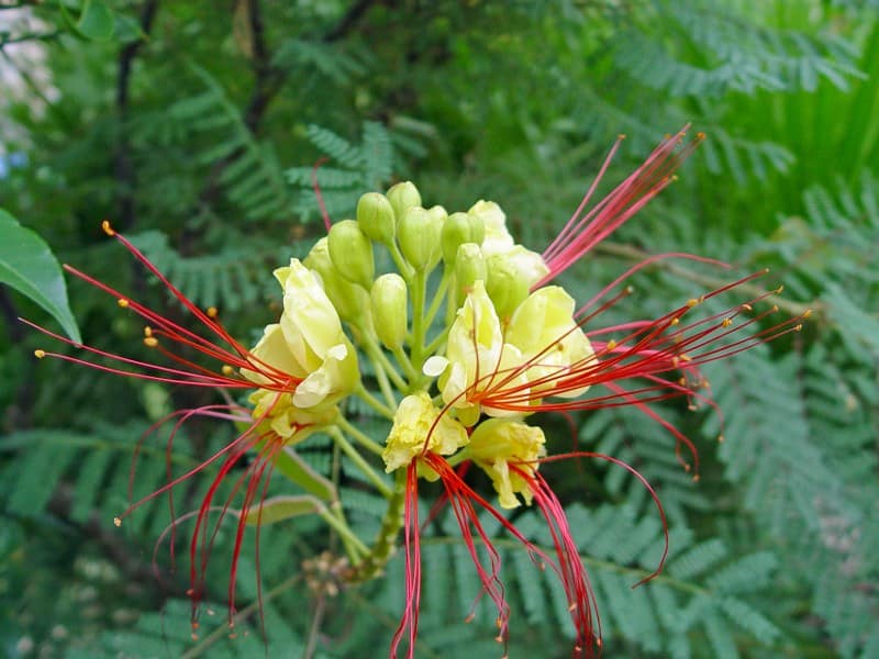 Caesalpinia giliesii - aout 2013