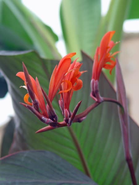 Canna 'Russian red' - aout 2013