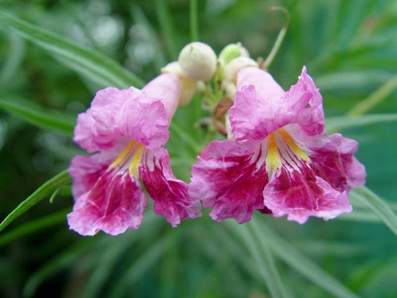 Chilopsis linearis - aout 2013