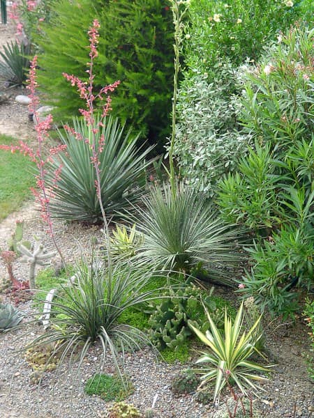Collection yucca - juillet 2013