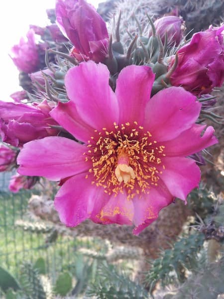 Cylindropuntia imbricata - juillet 2013