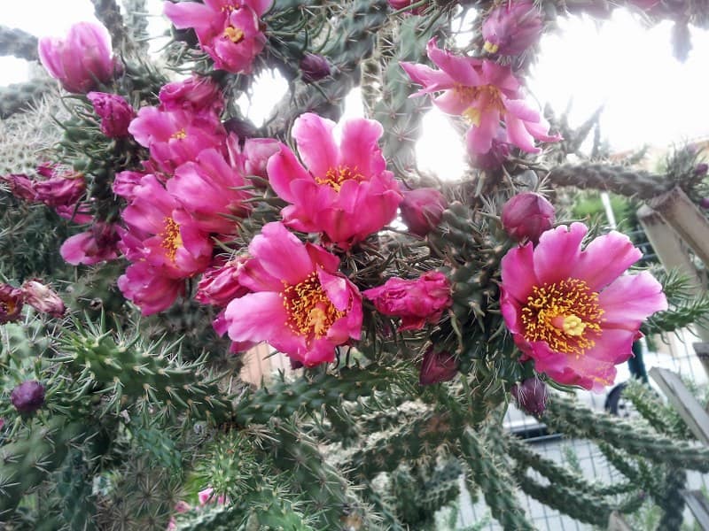 Cylindropuntia imbricata - juillet 2013
