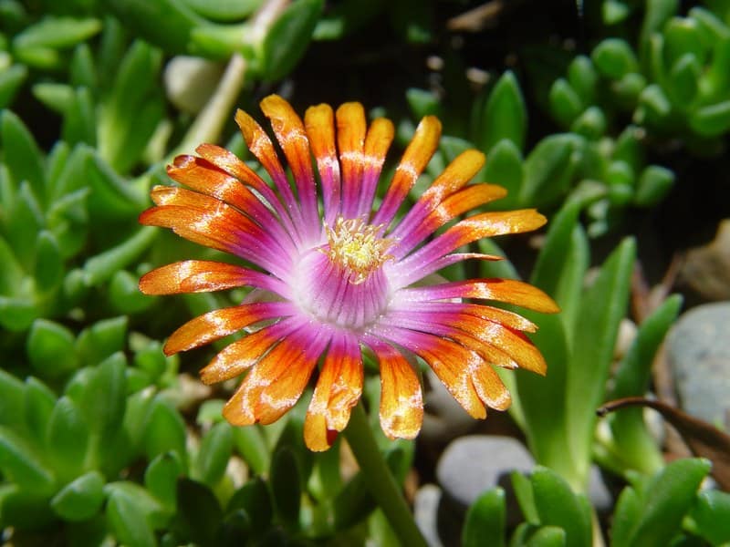 Delosperma 'Fire spinner' -  mai 2013