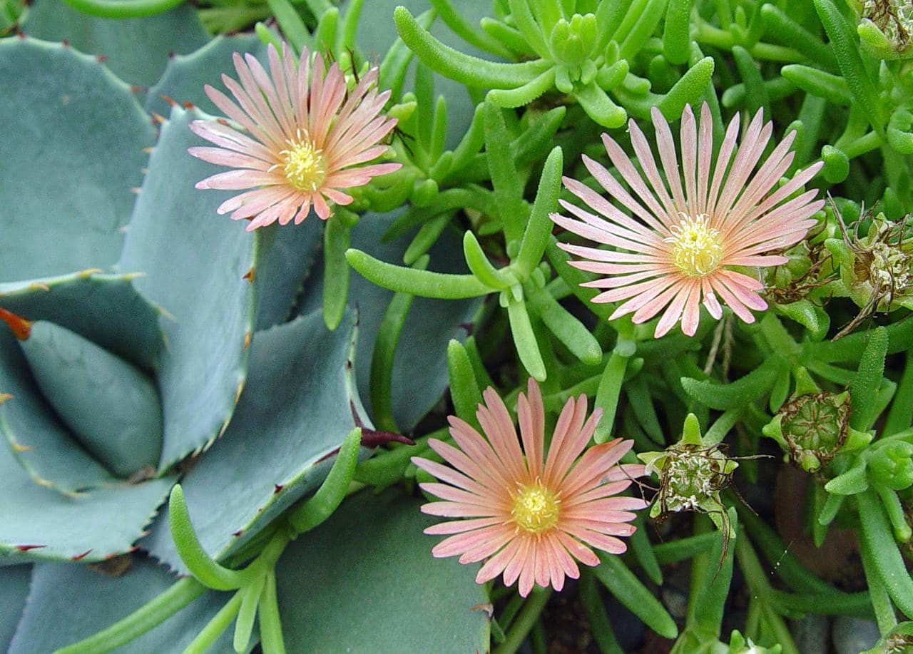 Delosperma 'mesa verde' detail 2