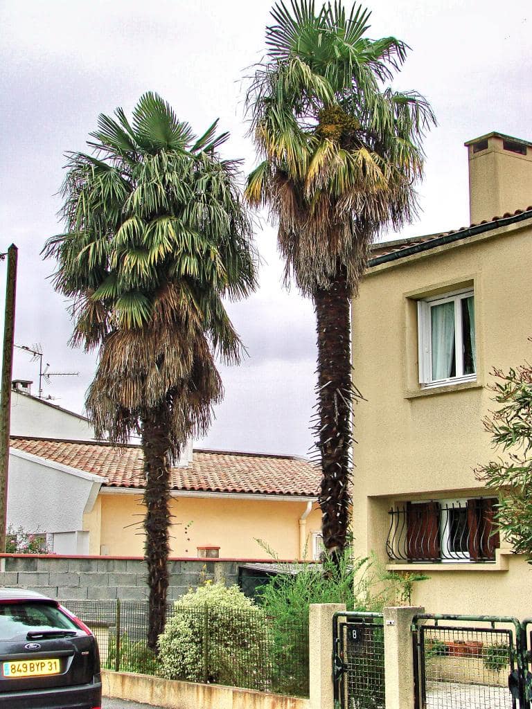 Trachycarpus fortuneii au hasard des rues