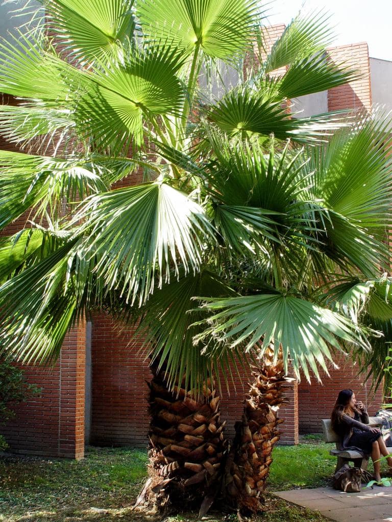 Washingtonia sp - université des sciences sociales