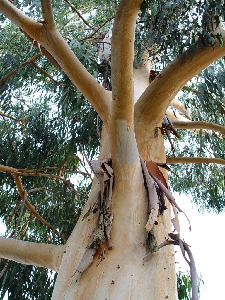 Eucalyptus dalrympleana - Golf de Teoula Plaisance du Touch