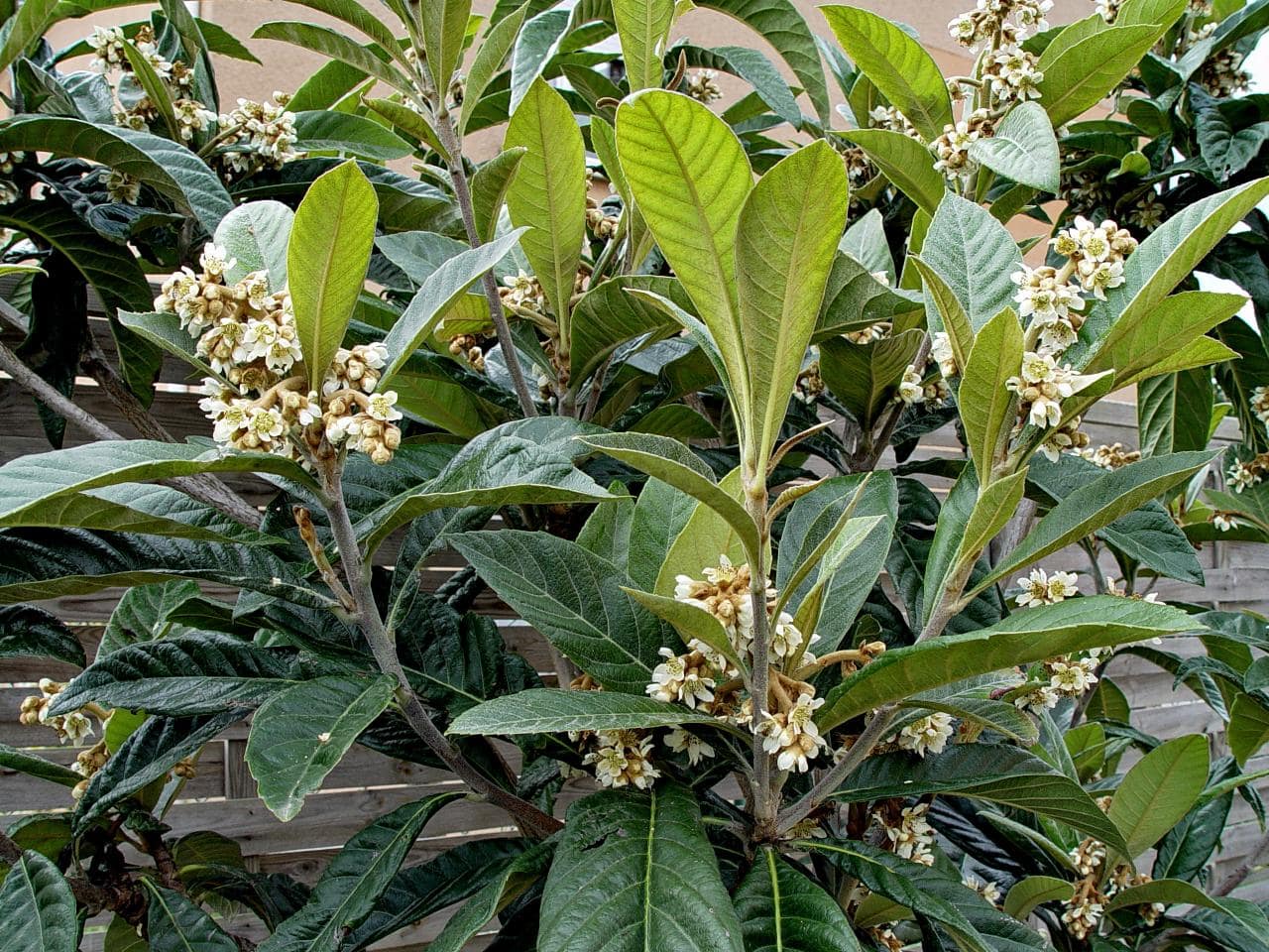 Eriobotrya japonica