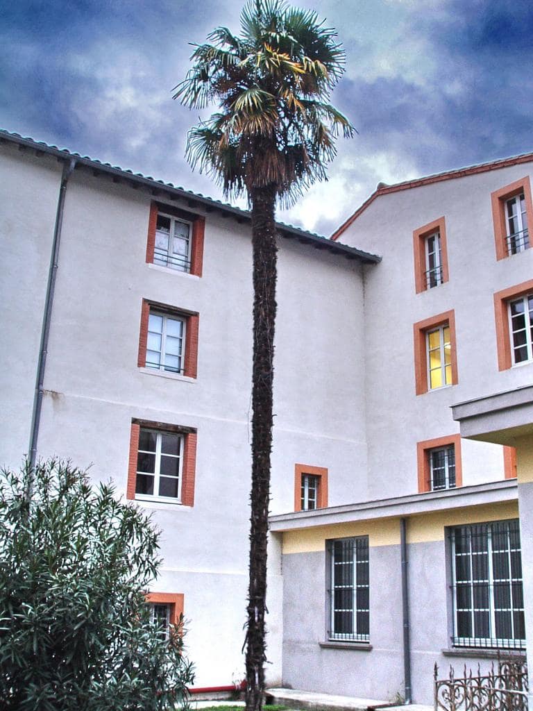 Trachycarpus fortuneii peut-être centenaire - université UT1