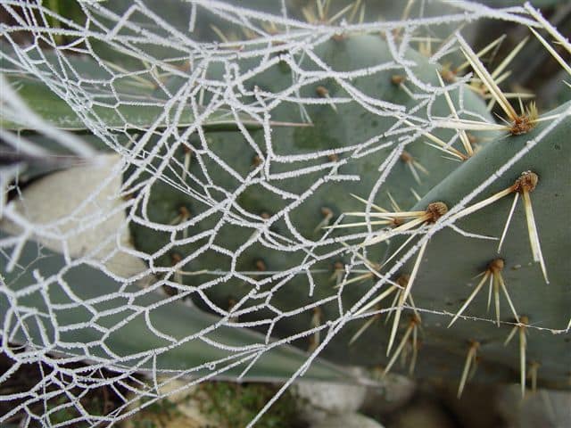 Toile d'araignée givrée
