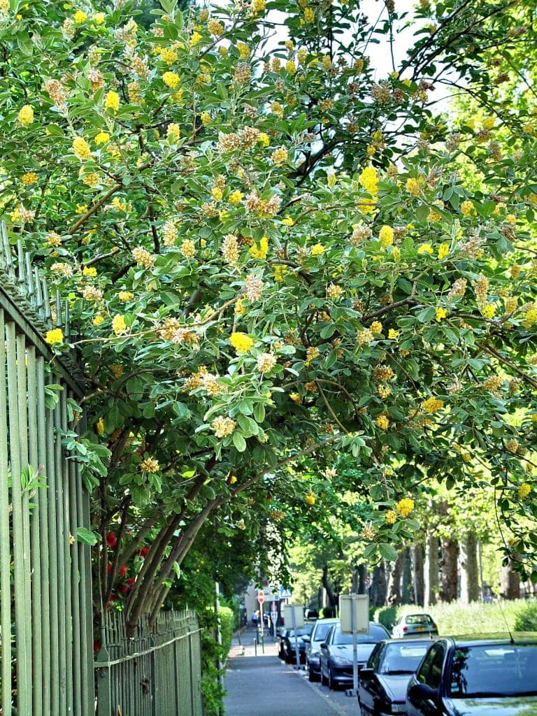 Cytisus battandieri - Pont des demoiselles