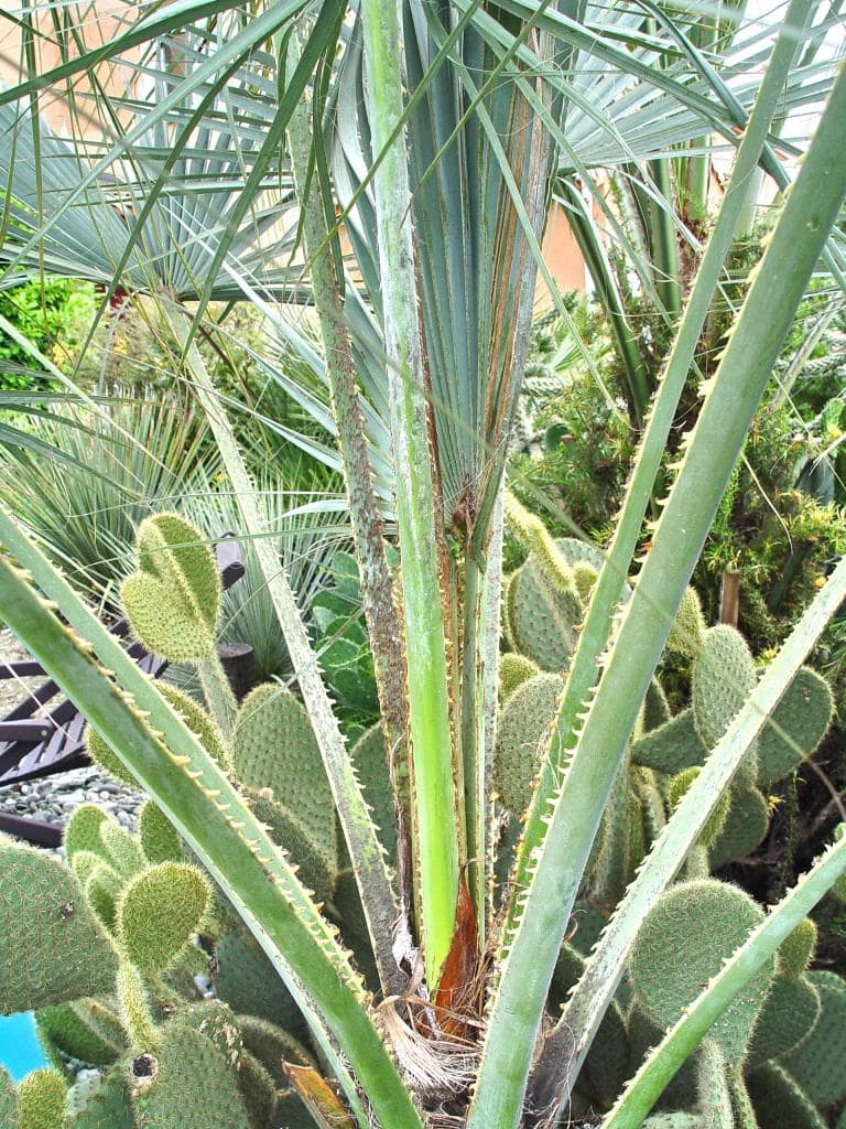 Coeur de Brahea armata