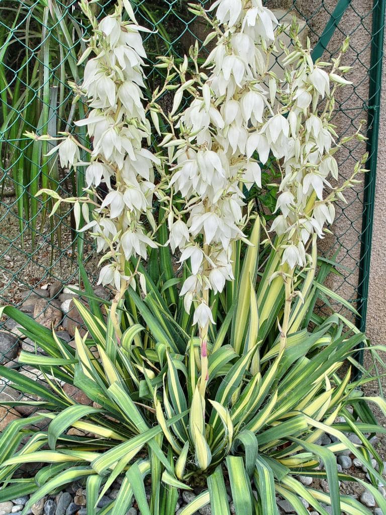 Yucca panaché en pleine floraison