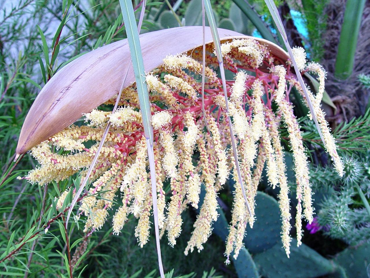 Inflorescence de palmier Butia odorata