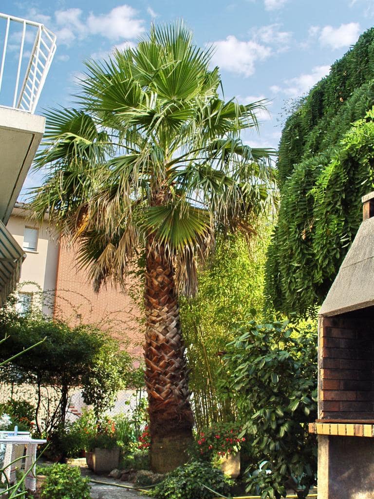 Washingtonia chez un particulier - Tournefeuille
