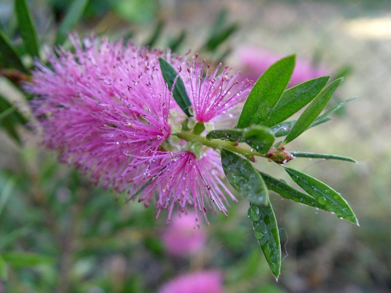 Callistemon accumintatus