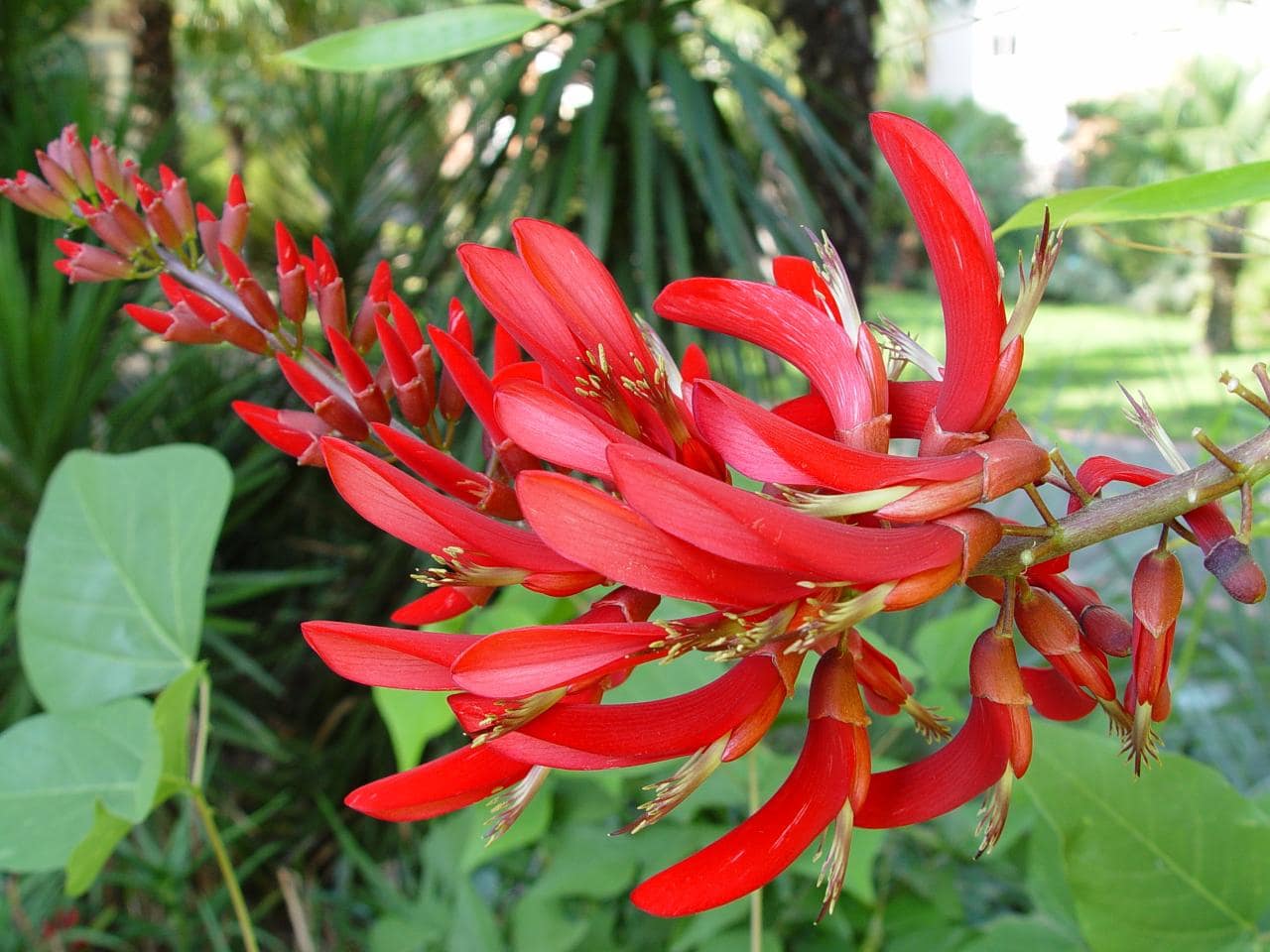 Erythrina x Bidwilli - jardin exotique du musée Labit