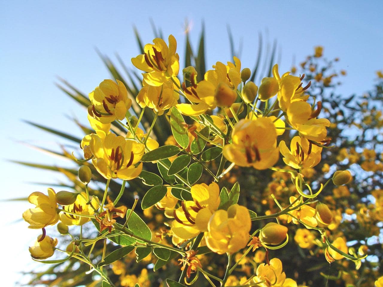 Senna corymbosa