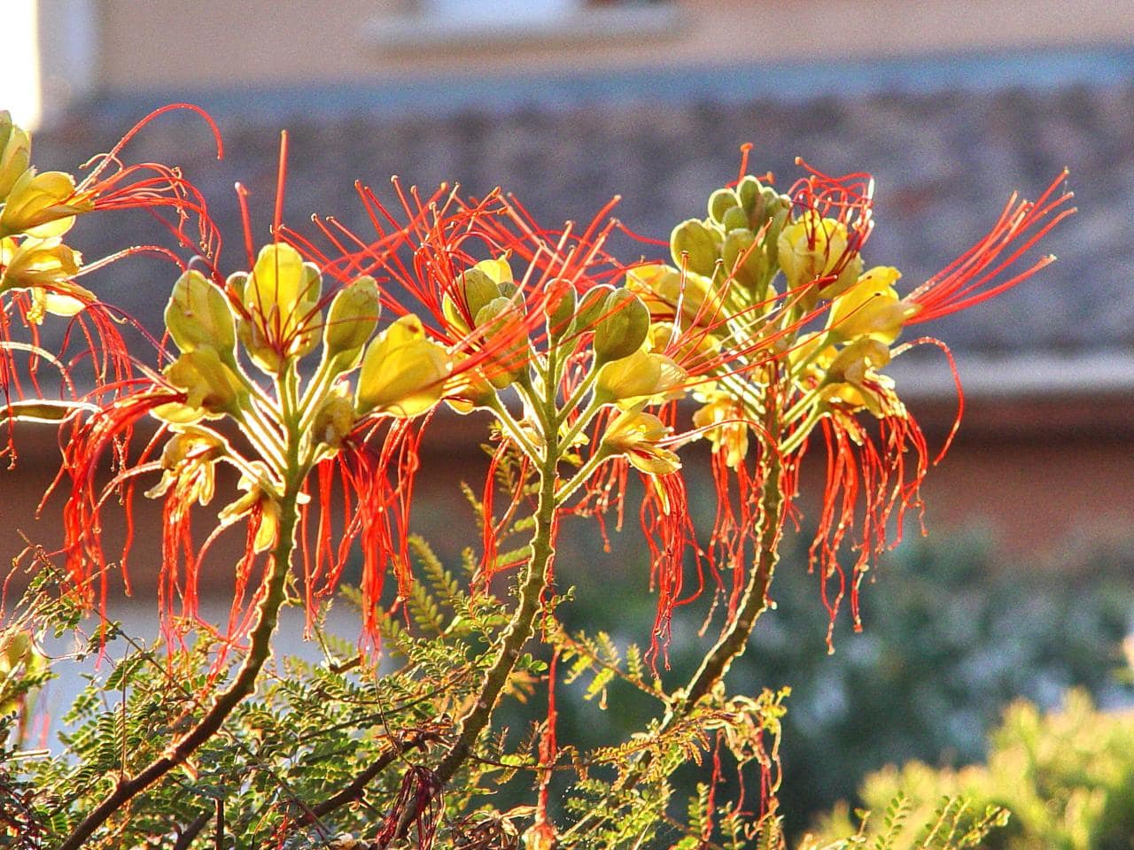 Caesalpinia giliesii