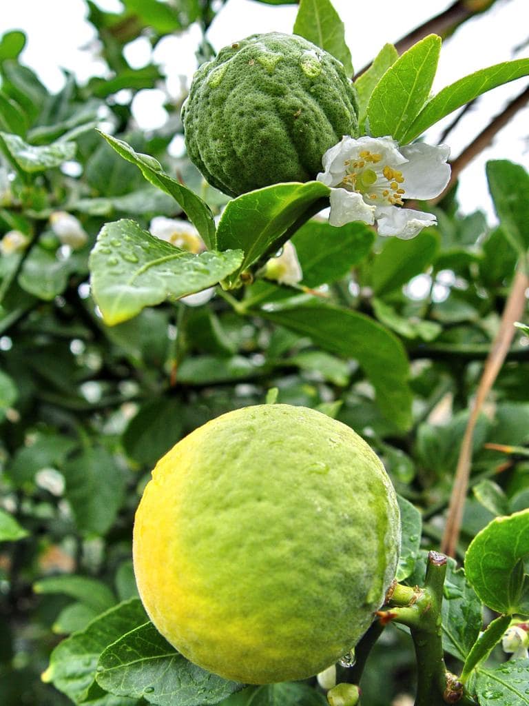 Poncirus trifoliata avec fruit et fleur