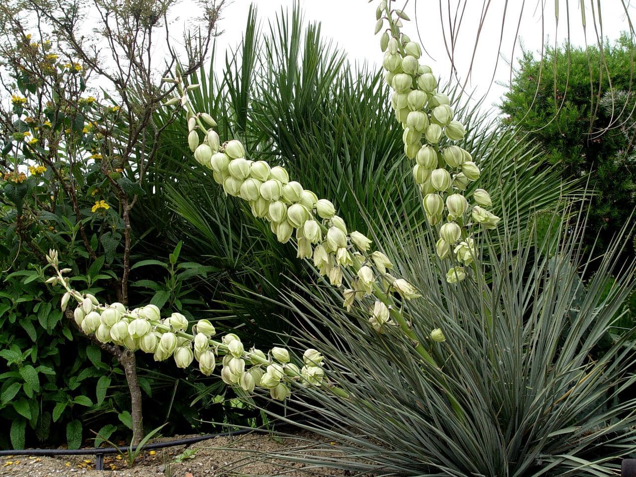 Floraison explosive sur ce Yucca glauca