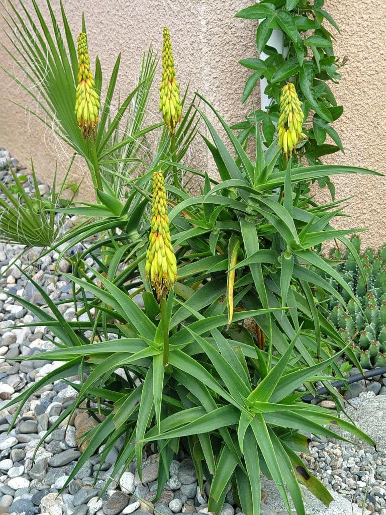Aloe striatula