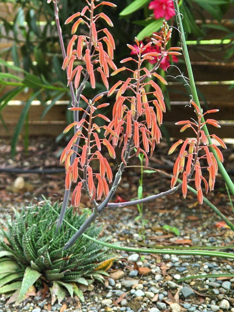 Aloe aristata