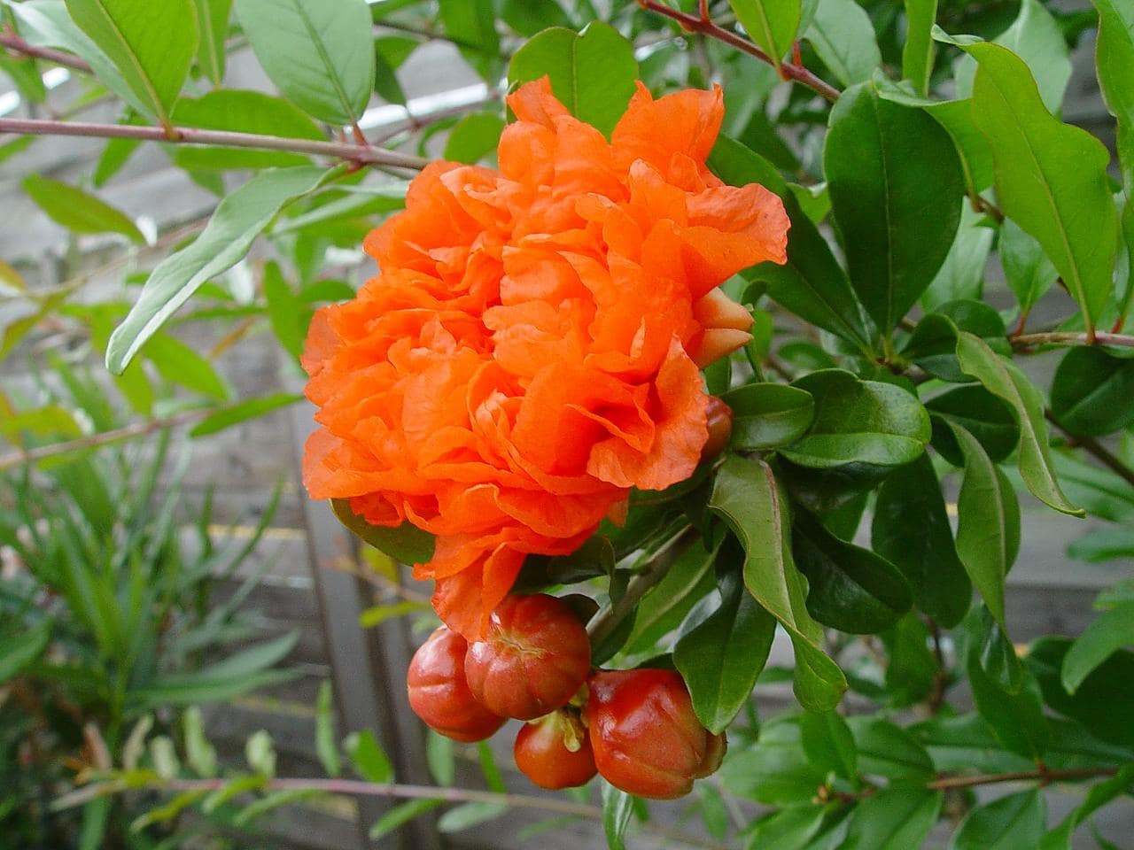 Punica granatum 'maxima rubra'
