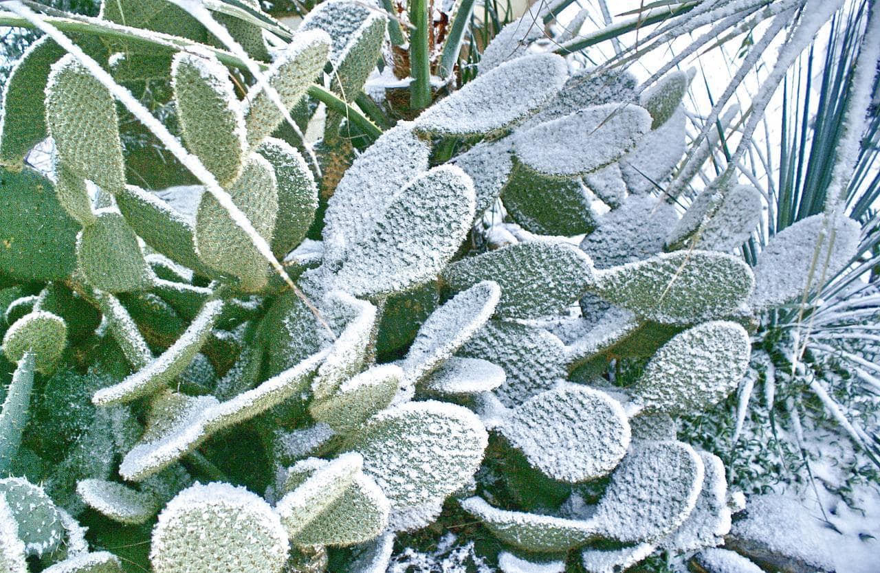 Massif d'opuntia en hiver