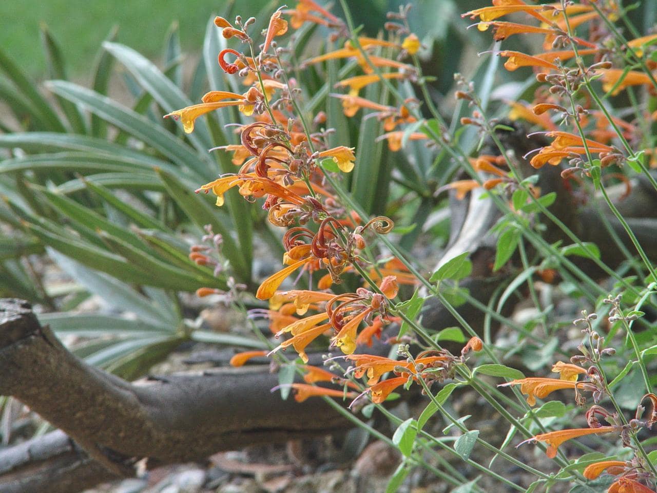 Agastache aurantiaca 'apricot sprite'
