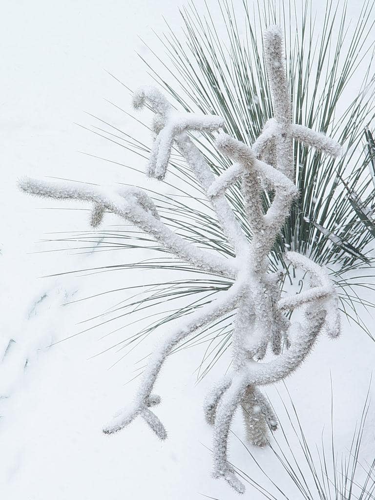 Cylindropuntia spinosior bravant l'hiver