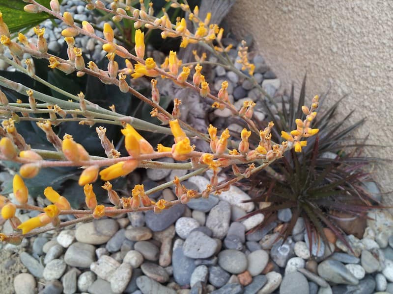Dyckia brachyphylla detail - juin 2014