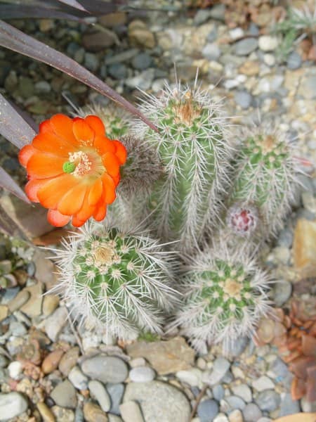 Echinocereus polyacanthus var.densus - juin 2013