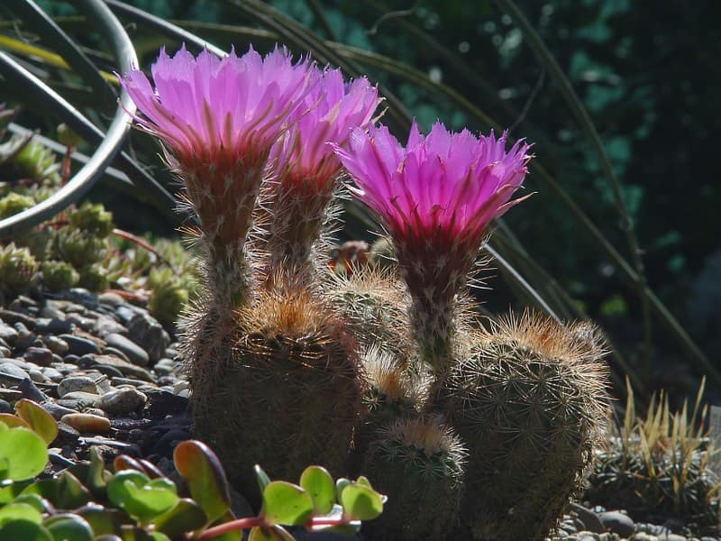 ECHINOCEREUS REICHENBACHII  (contre jour) - juin 2013