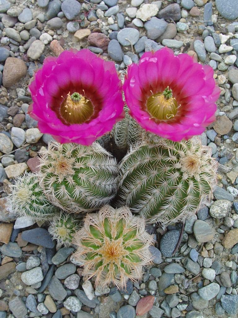 Echinocereus reichenbachii Oklahomensis - mai 2012