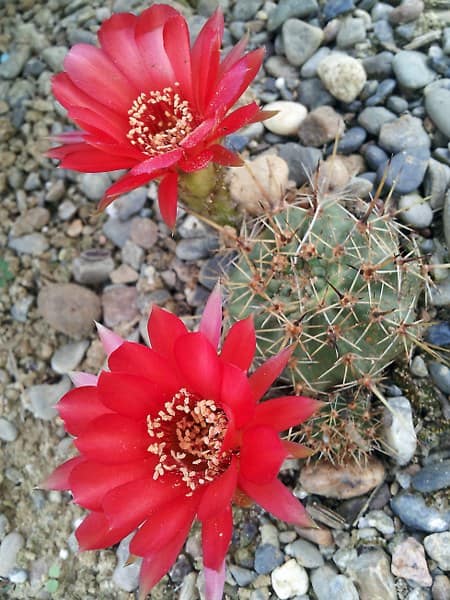 Echinopsis aurea dobeana R 527 - juin 2014