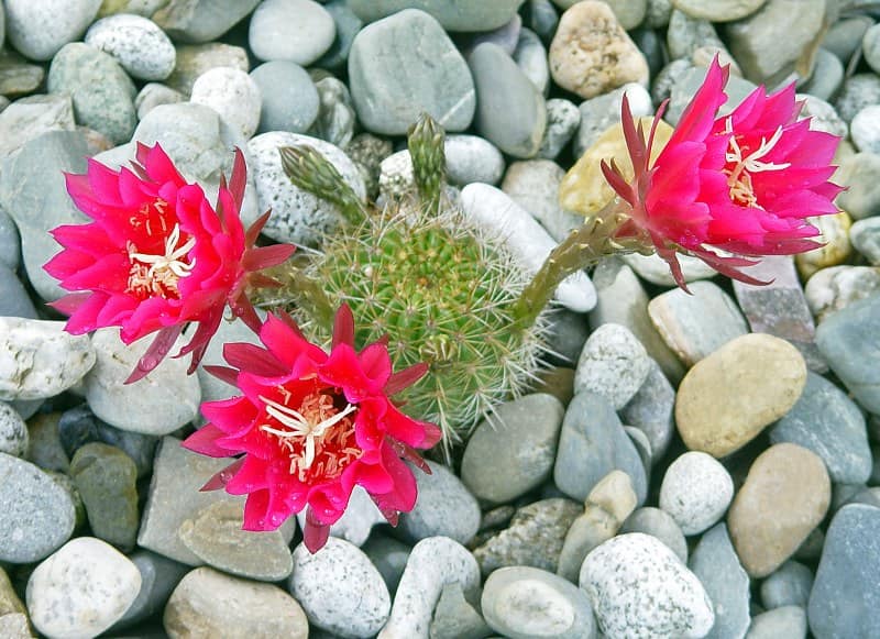 Echinopsis mamillosa ssp kermesina - juin 2013