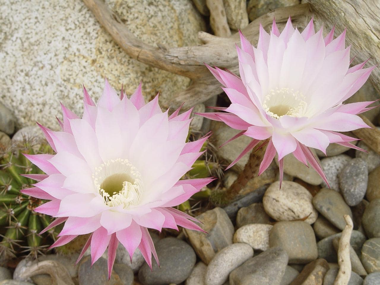 Echinopsis oxygona (floraison détail) - juin 2012