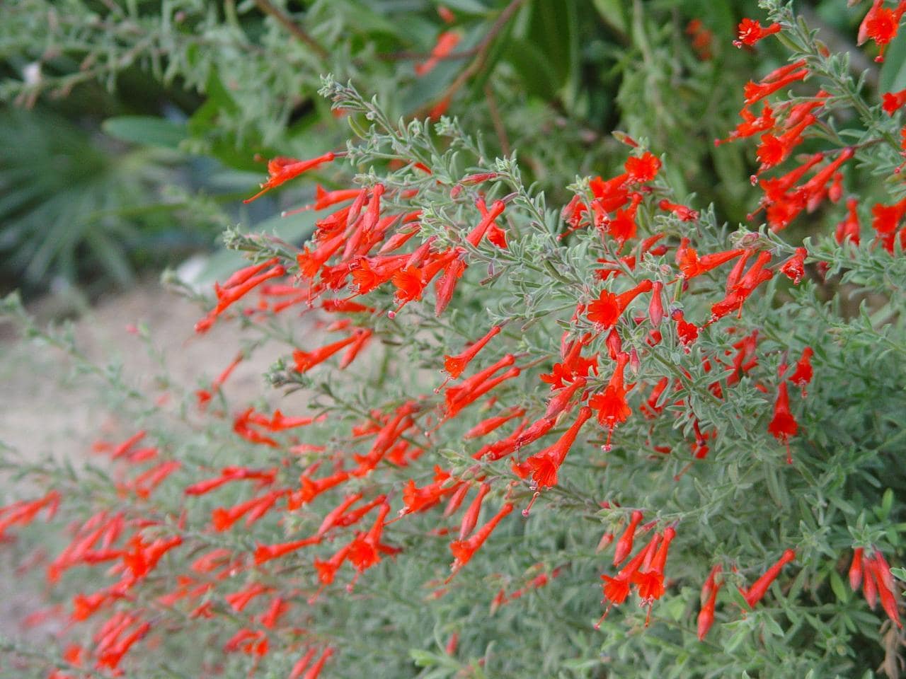 Epilobium canum 'western hills'