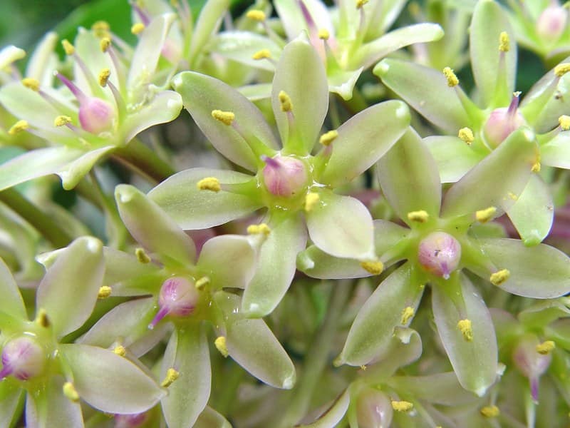 Eucomis formosa 'sparkling rosy' -aout 2013