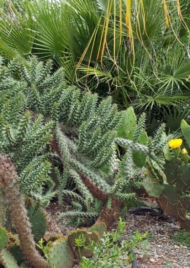 Cylindropuntia imbricata - juin 2014