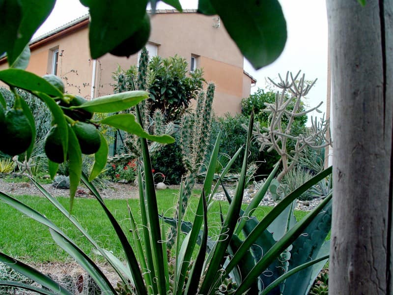 Exotica tolosa - Vue du jardin arrière - oct 2013