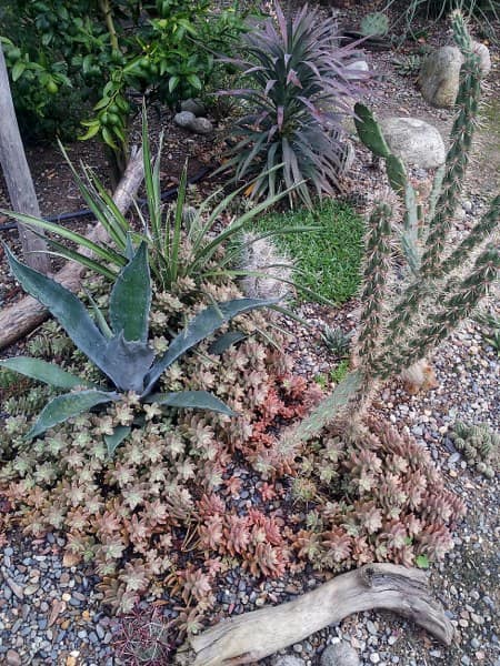 Exotica Tolosa - Xeroscape 1