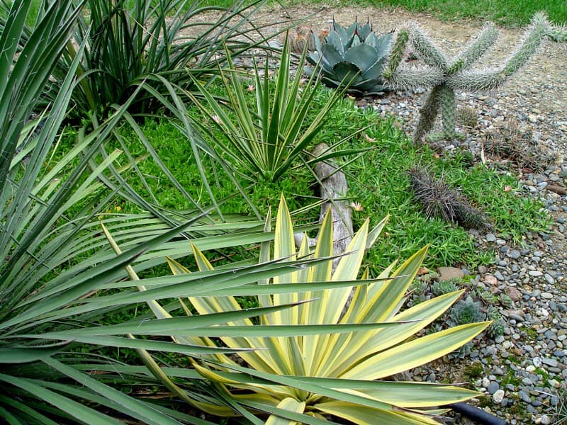Exotica tolosa - yucca mix - oct  2013