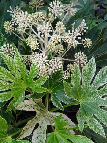 Fatsia 'spider web' - nov 2012_360x480