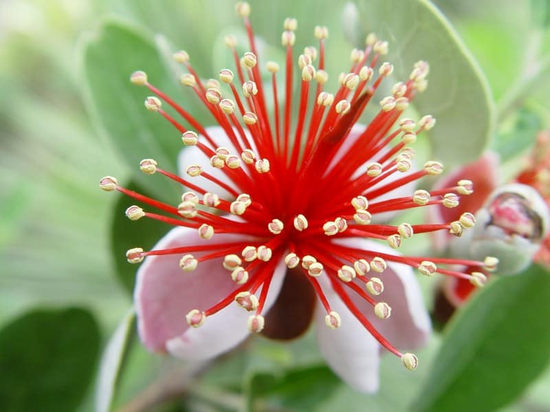 Feijoa sellowiana (détail) - juin 2013